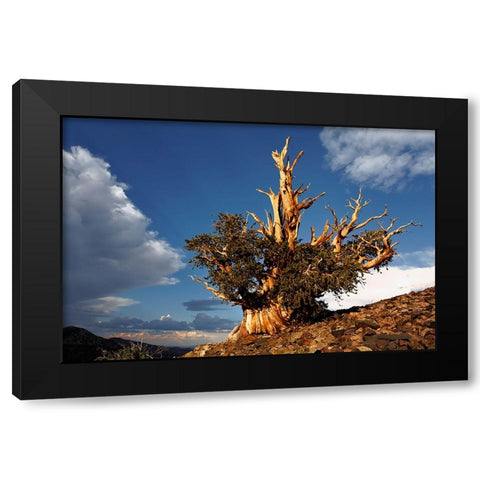 Bristlecone pine at sunset-White Mountains-Inyo National Forest-California Black Modern Wood Framed Art Print with Double Matting by Jones, Adam