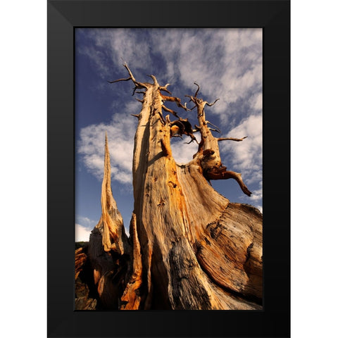 Bristlecone pine at sunset-White Mountains-Inyo National Forest-California Black Modern Wood Framed Art Print by Jones, Adam