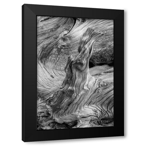 Pattern in wood of Bristlecone pine-White Mountains-Inyo National Forest-California Black Modern Wood Framed Art Print with Double Matting by Jones, Adam