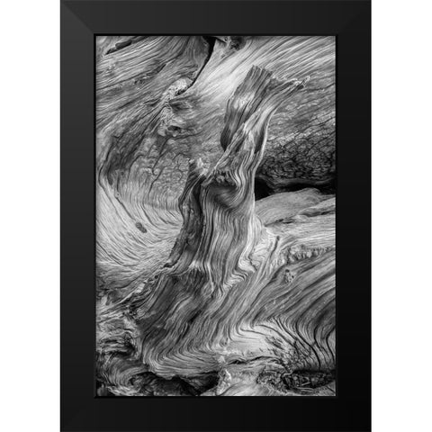 Pattern in wood of Bristlecone pine-White Mountains-Inyo National Forest-California Black Modern Wood Framed Art Print by Jones, Adam