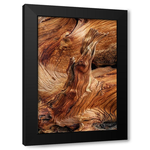 Pattern in wood of Bristlecone pine-White Mountains-Inyo National Forest-California Black Modern Wood Framed Art Print with Double Matting by Jones, Adam