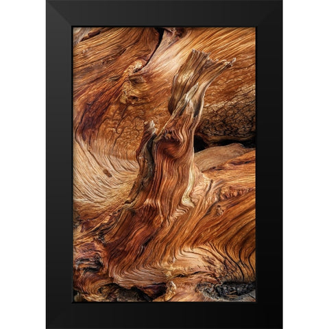 Pattern in wood of Bristlecone pine-White Mountains-Inyo National Forest-California Black Modern Wood Framed Art Print by Jones, Adam