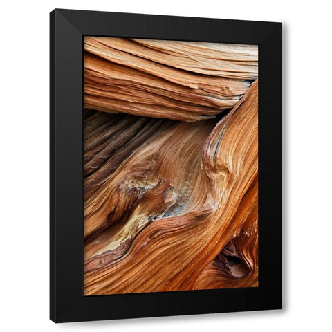 Pattern in wood of Bristlecone pine-White Mountains-Inyo National Forest-California Black Modern Wood Framed Art Print with Double Matting by Jones, Adam