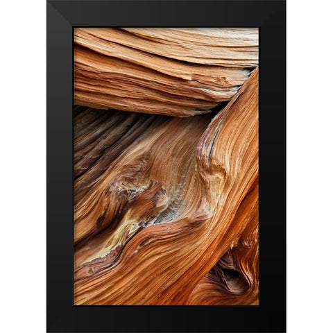 Pattern in wood of Bristlecone pine-White Mountains-Inyo National Forest-California Black Modern Wood Framed Art Print by Jones, Adam