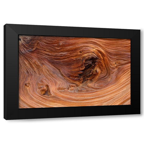 Pattern in wood of Bristlecone pine-White Mountains-Inyo National Forest-California Black Modern Wood Framed Art Print by Jones, Adam