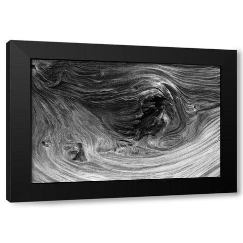 Pattern in wood of Bristlecone pine-White Mountains-Inyo National Forest-California Black Modern Wood Framed Art Print with Double Matting by Jones, Adam