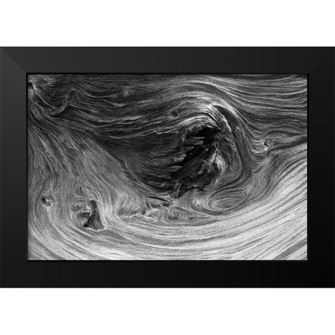 Pattern in wood of Bristlecone pine-White Mountains-Inyo National Forest-California Black Modern Wood Framed Art Print by Jones, Adam