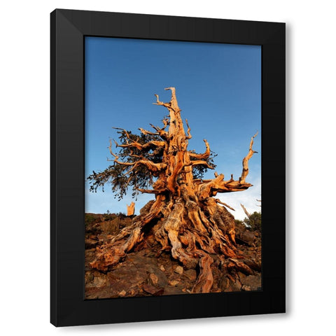 Bristlecone pine at sunset-White Mountains-Inyo National Forest-California Black Modern Wood Framed Art Print with Double Matting by Jones, Adam