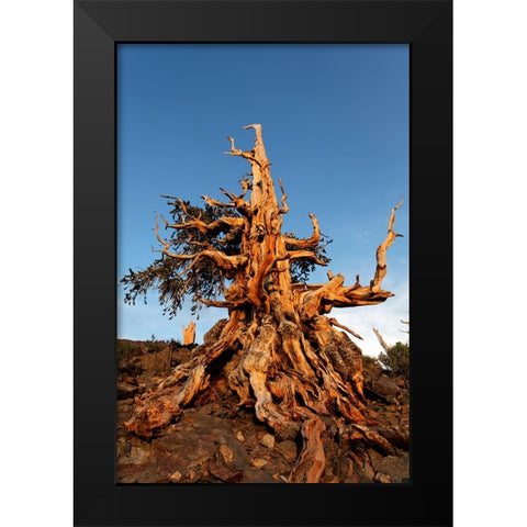 Bristlecone pine at sunset-White Mountains-Inyo National Forest-California Black Modern Wood Framed Art Print by Jones, Adam