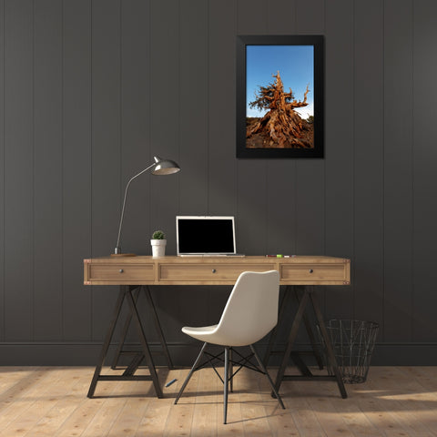 Bristlecone pine at sunset-White Mountains-Inyo National Forest-California Black Modern Wood Framed Art Print by Jones, Adam