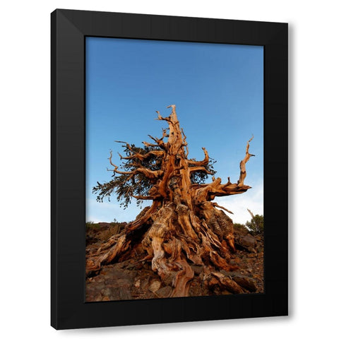 Bristlecone pine at sunset-White Mountains-Inyo National Forest-California Black Modern Wood Framed Art Print with Double Matting by Jones, Adam