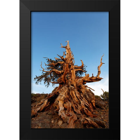 Bristlecone pine at sunset-White Mountains-Inyo National Forest-California Black Modern Wood Framed Art Print by Jones, Adam