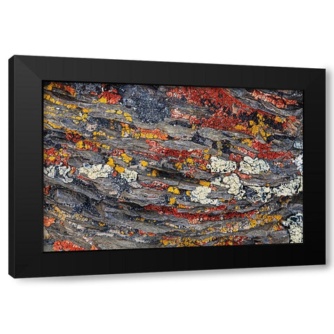 Colorful red and yellow lichens on rocks-eastern Sierra Range-California Black Modern Wood Framed Art Print by Jones, Adam