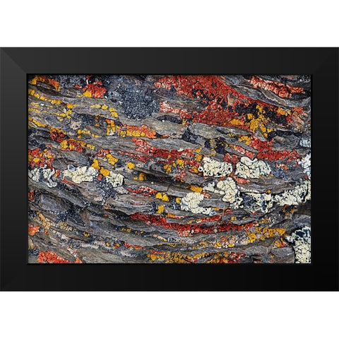 Colorful red and yellow lichens on rocks-eastern Sierra Range-California Black Modern Wood Framed Art Print by Jones, Adam