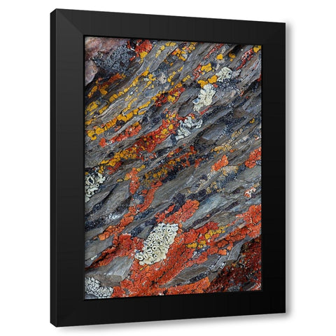 Colorful red and yellow lichens on rocks-eastern Sierra Range-California Black Modern Wood Framed Art Print with Double Matting by Jones, Adam