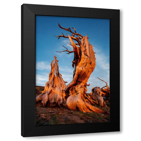 Bristlecone pine at sunset-White Mountains-Inyo National Forest-California Black Modern Wood Framed Art Print with Double Matting by Jones, Adam