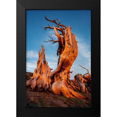 Bristlecone pine at sunset-White Mountains-Inyo National Forest-California Black Modern Wood Framed Art Print by Jones, Adam