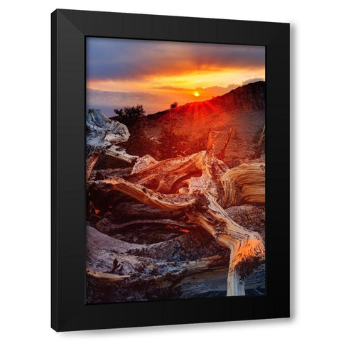 Bristlecone pine at sunset-White Mountains-Inyo National Forest-California Black Modern Wood Framed Art Print with Double Matting by Jones, Adam