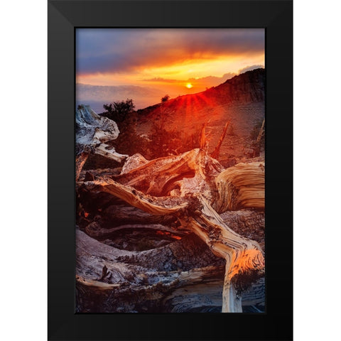 Bristlecone pine at sunset-White Mountains-Inyo National Forest-California Black Modern Wood Framed Art Print by Jones, Adam