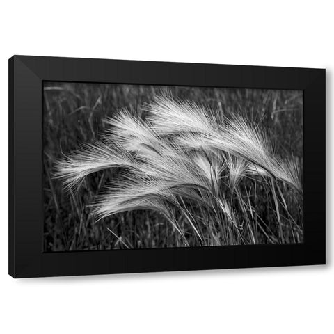Foxtail grasses-Mono Lake-Tufa State Natural Reserve-California Black Modern Wood Framed Art Print with Double Matting by Jones, Adam