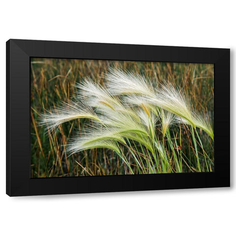 Foxtail grasses-Mono Lake-Tufa State Natural Reserve-California Black Modern Wood Framed Art Print by Jones, Adam