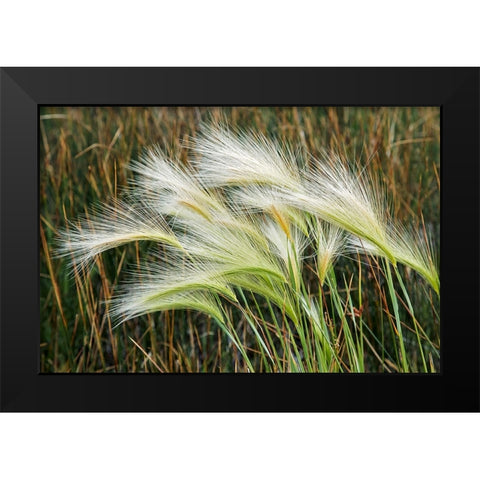 Foxtail grasses-Mono Lake-Tufa State Natural Reserve-California Black Modern Wood Framed Art Print by Jones, Adam