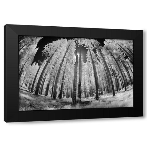 Infrared image of view up through trees-Yosemite National Park-California Black Modern Wood Framed Art Print by Jones, Adam