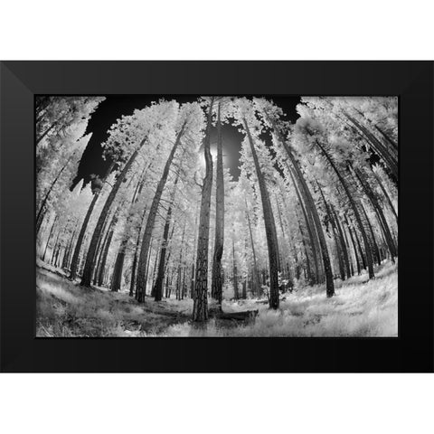 Infrared image of view up through trees-Yosemite National Park-California Black Modern Wood Framed Art Print by Jones, Adam