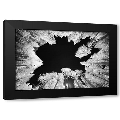Infrared image of view up through trees-Yosemite National Park-California Black Modern Wood Framed Art Print with Double Matting by Jones, Adam