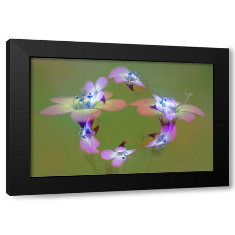 Abstract of Davy Gilia flowers-Antelope Valley California Poppy Preserve-Lancaster-California Black Modern Wood Framed Art Print with Double Matting by Jones, Adam