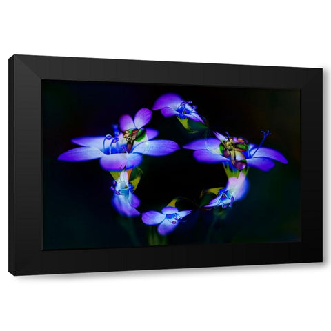 Abstract of Davy Gilia flowers-Antelope Valley California Poppy Preserve-Lancaster-California Black Modern Wood Framed Art Print by Jones, Adam