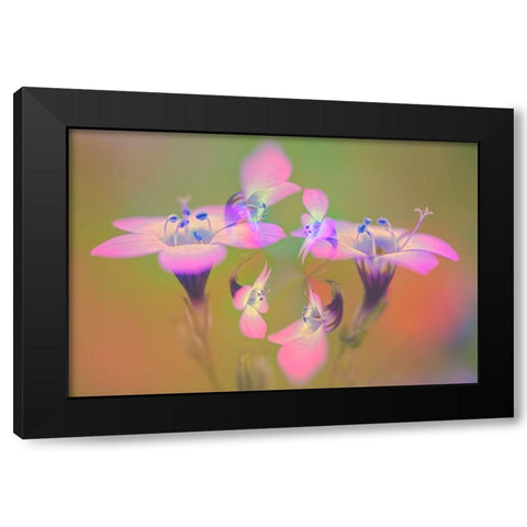 Abstract of Davy Gilia flowers-Antelope Valley California Poppy Preserve-Lancaster-California Black Modern Wood Framed Art Print by Jones, Adam