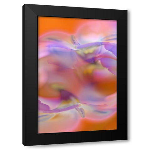 Abstract of Davy Gilia flowers-Antelope Valley California Poppy Preserve-Lancaster-California Black Modern Wood Framed Art Print with Double Matting by Jones, Adam