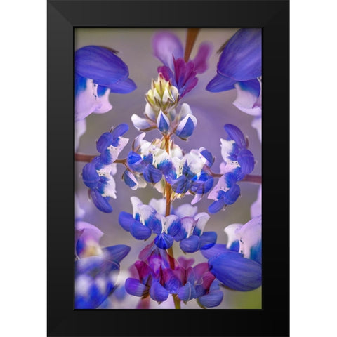 Lupine flower-Napa Valley-California Black Modern Wood Framed Art Print by Jones, Adam