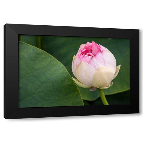 California-Santa Barbara Lotusland garden-Summer Solstice Twilight Reception-lotus flower Black Modern Wood Framed Art Print by Jones, Alison