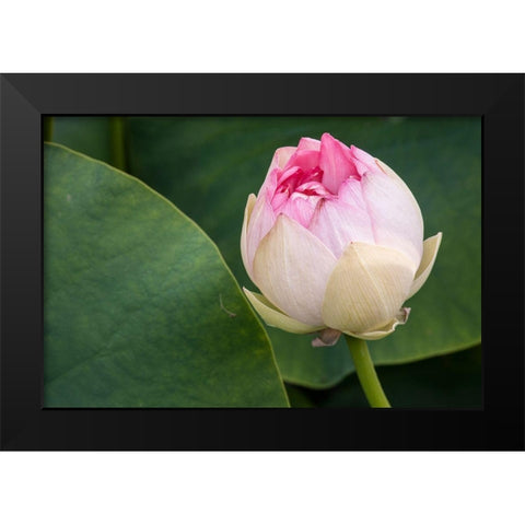 California-Santa Barbara Lotusland garden-Summer Solstice Twilight Reception-lotus flower Black Modern Wood Framed Art Print by Jones, Alison