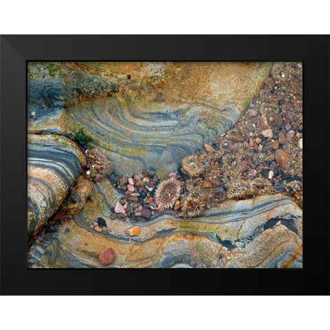 Tidal Pool-Point Lobos-California Black Modern Wood Framed Art Print by Miller, Anna