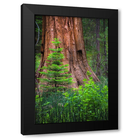 Mariposa Grove-Yosemite-Sierra Mountains-California-USA Black Modern Wood Framed Art Print with Double Matting by Miller, Anna