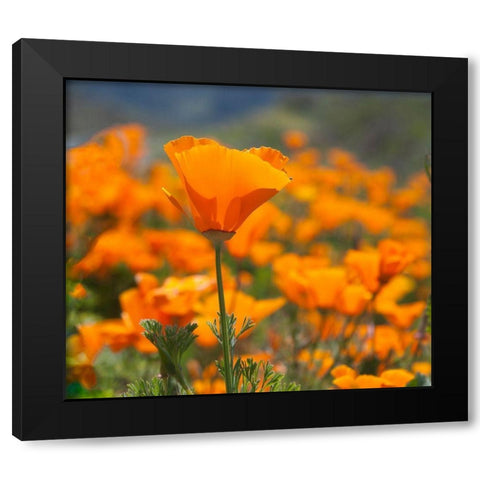 California Poppies-Big Sur-California-USA Black Modern Wood Framed Art Print by Miller, Anna