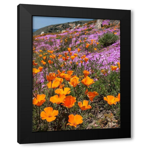California Poppies-Big Sur-California-USA Black Modern Wood Framed Art Print with Double Matting by Miller, Anna