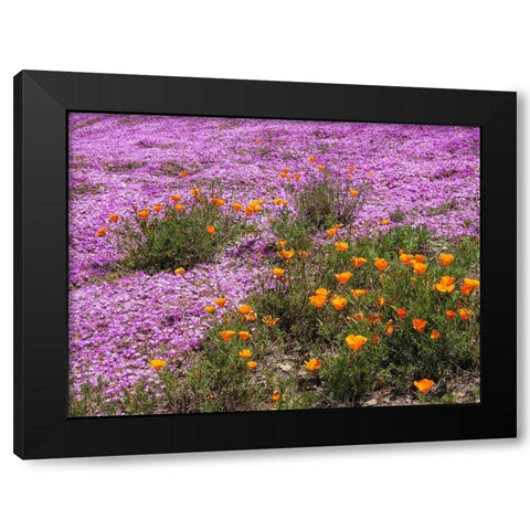 California Poppies-Big Sur-California-USA Black Modern Wood Framed Art Print by Miller, Anna