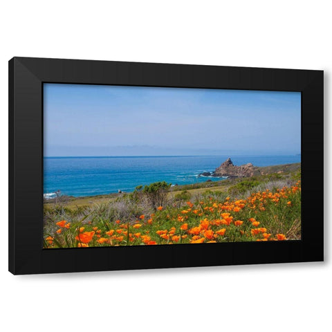 California Poppies-Big Sur-California-USA Black Modern Wood Framed Art Print with Double Matting by Miller, Anna