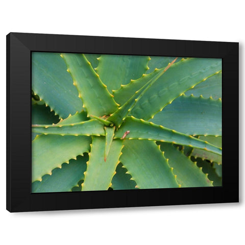 Aloe Plant-Big Sur-California-USA Black Modern Wood Framed Art Print by Miller, Anna