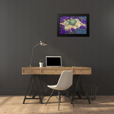 Succulents-Big Sur-California-USA Black Modern Wood Framed Art Print by Miller, Anna