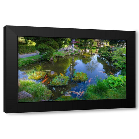 Koi Pond-Japanese Tea Garden-Golden Gate Park-San Francisco-California-USA Black Modern Wood Framed Art Print by Miller, Anna