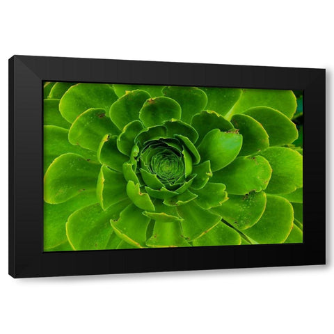 Succulent-Big Sur-California-USA Black Modern Wood Framed Art Print with Double Matting by Miller, Anna