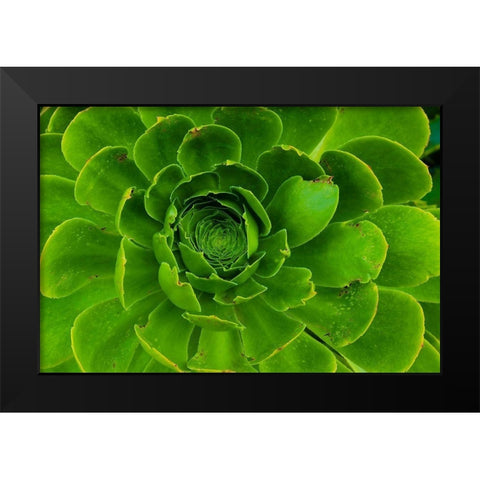 Succulent-Big Sur-California-USA Black Modern Wood Framed Art Print by Miller, Anna