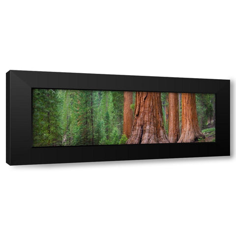 Mariposa Grove-Yosemite-Sierra Mountains-California-USA Black Modern Wood Framed Art Print with Double Matting by Miller, Anna