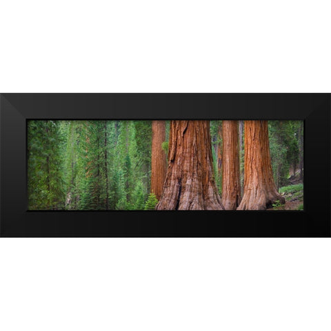 Mariposa Grove-Yosemite-Sierra Mountains-California-USA Black Modern Wood Framed Art Print by Miller, Anna