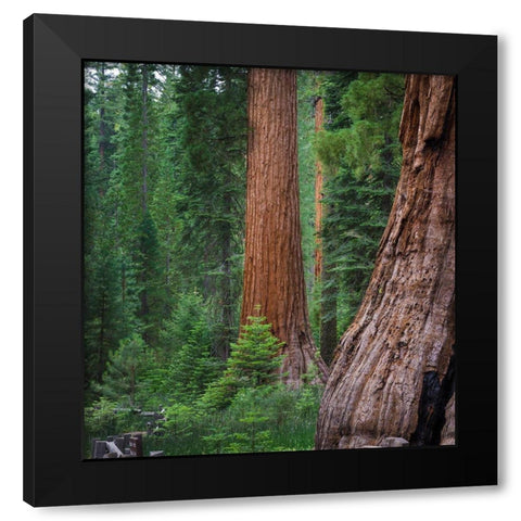 Mariposa Grove-Yosemite-Sierra Mountains-California-USA Black Modern Wood Framed Art Print with Double Matting by Miller, Anna